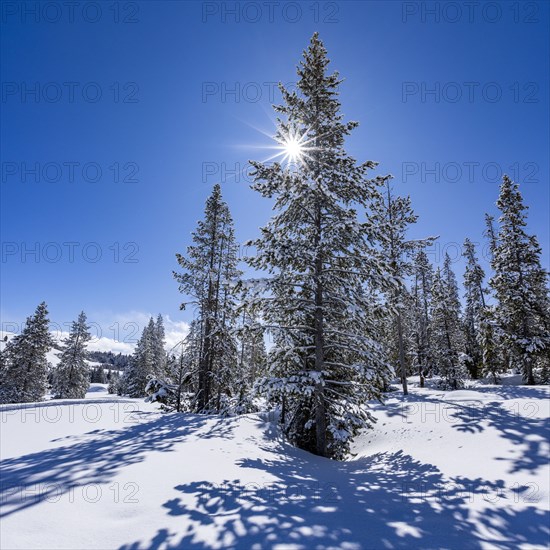 Sun shining through fir tree covered with snow