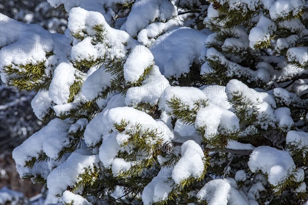 Close-up of pine tree branches covered with snow
