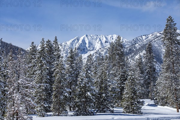 Snow-covered mountain peaks and trees