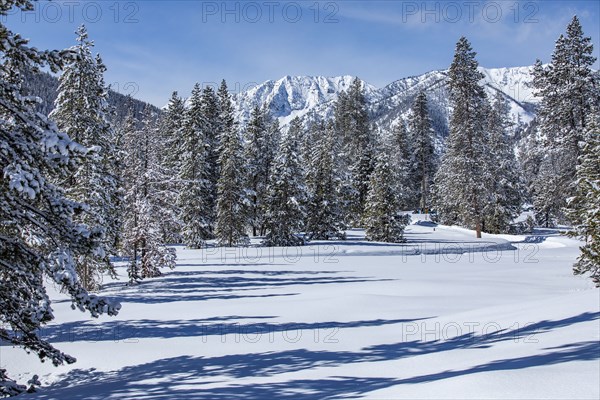 Snow-covered mountain peaks and trees