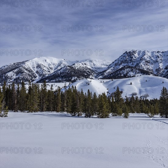 Snow-covered mountain peaks and trees