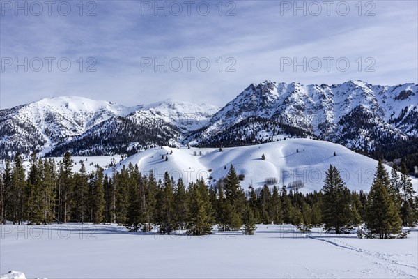 Snow-covered mountain peaks and trees