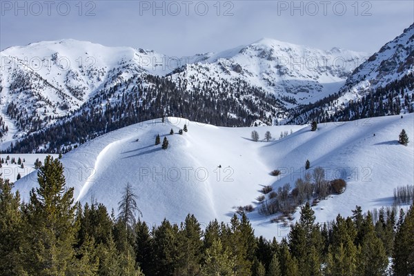 Snow-covered mountains with forests