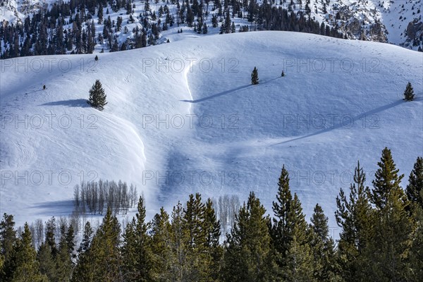 Snow-covered mountain slope with trees