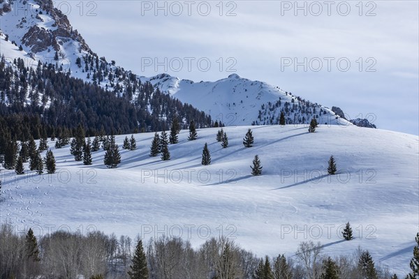 Snow-covered mountain slope with trees