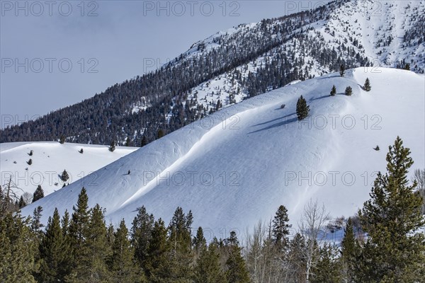 Snow-covered mountain slope with trees