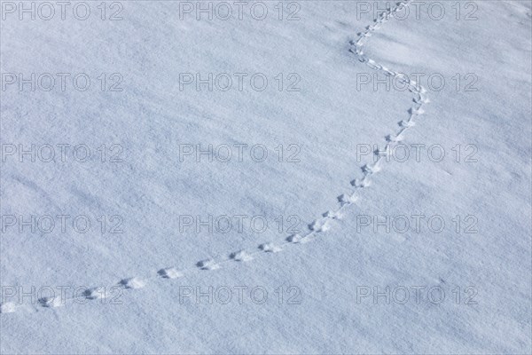 Animal footprints in snow