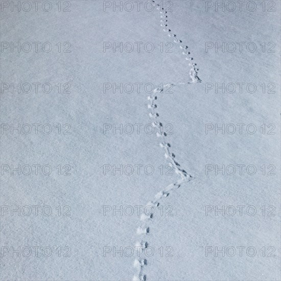 Animal footprints in snow