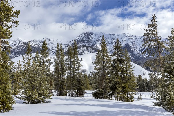 Pine trees in mountains at winter