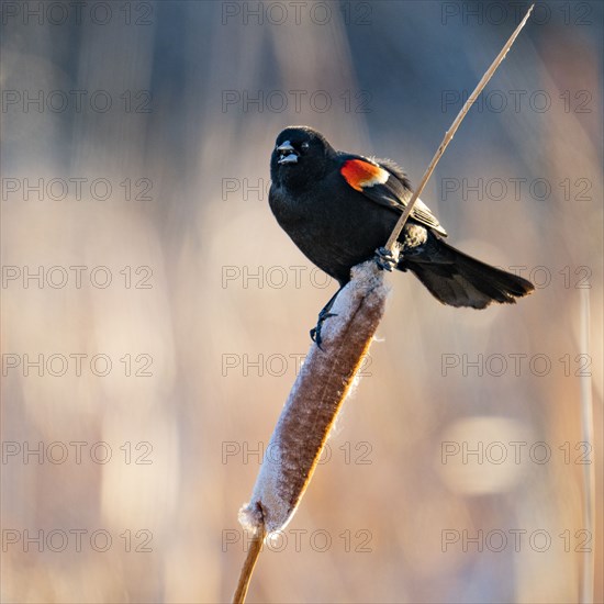 Red winged blackbird perching on cattail