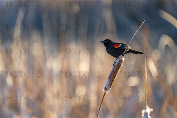 Red winged blackbird perching on cattail