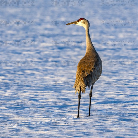 Crane standing in snow