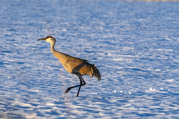 Crane walking in snow