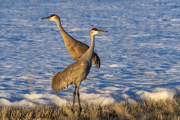 Cranes standing on ground at late spring