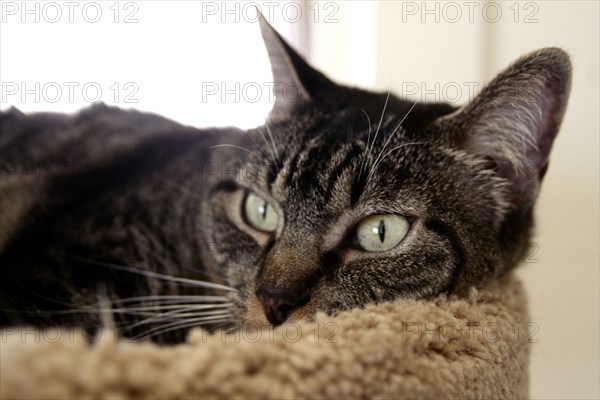 Domestic cat relaxing in pet bed