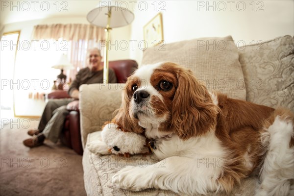 Cue cavalier king charles spaniel relaxing on sofa with owner in background