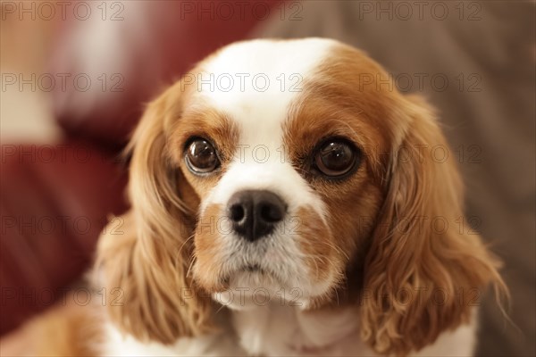 Cavalier King Charles spaniel looking at camera