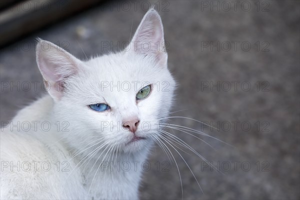 White cat with heterochromia looking at camera