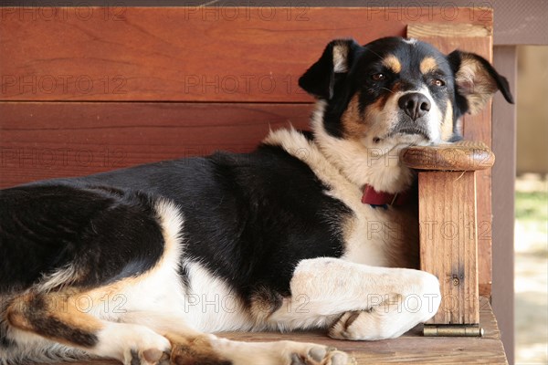 Dog relaxing on wooden bench