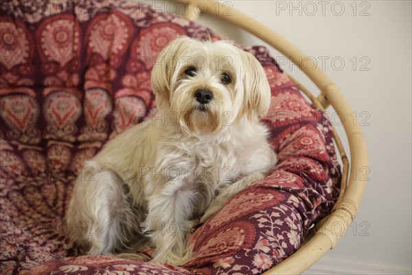 West Highland terrier resting in armchair