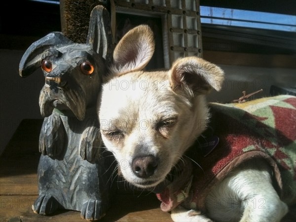 Chihuahua sleeping next to wooden statue