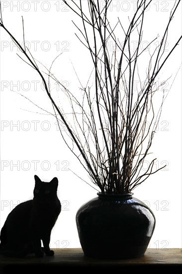 Silhouette of cat sitting next to vase