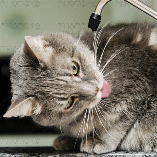 Cat drinking water from tap in kitchen