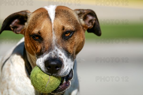 Dog holding tennis ball in mouth