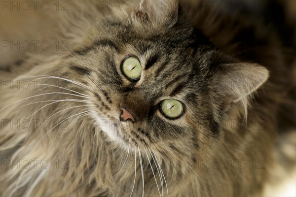 Portrait of maine coon cat with green eyes