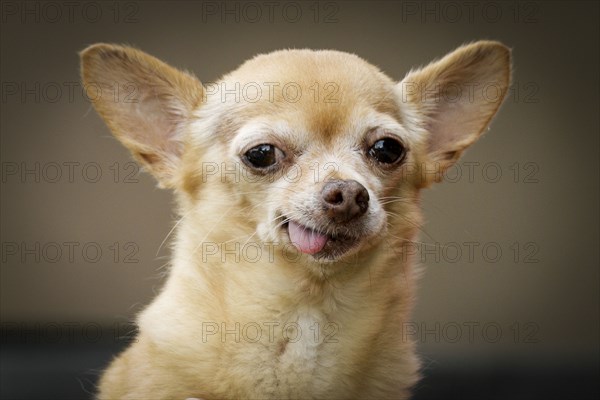 Portrait of Chihuahua dog sticking out tongue