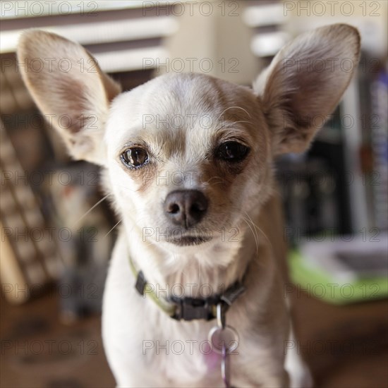 Portrait of Chihuahua dog looking at camera