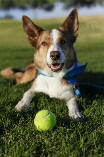 Portrait of smiling dog resting on grass with tennis ball