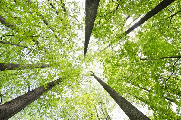 Low angle view of Yellow Poplar and Sugar Maple trees in springtime