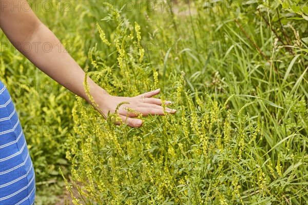 Close-up of young woman touching grass