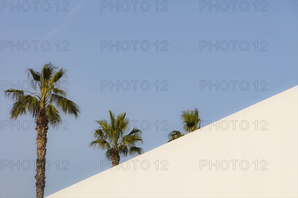 Palm trees against clear sky