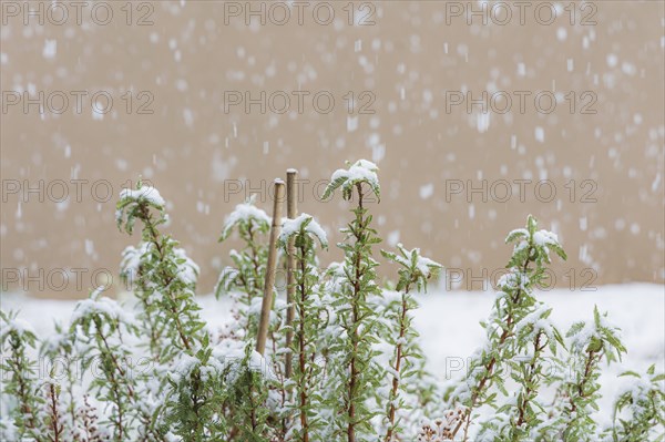 Snow falling on green plants