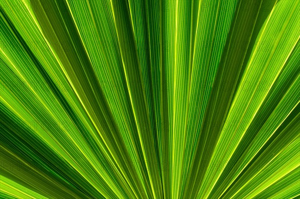Close-up of symmetrical green palm frond