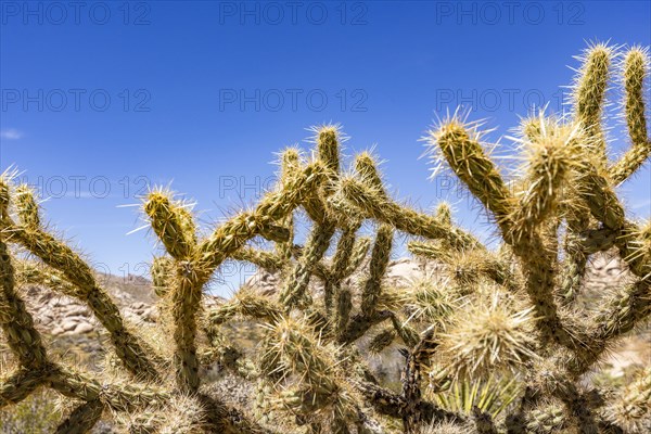 Mojave National Preserve