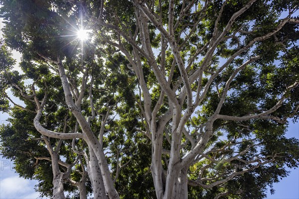 Sun shining through tree branches