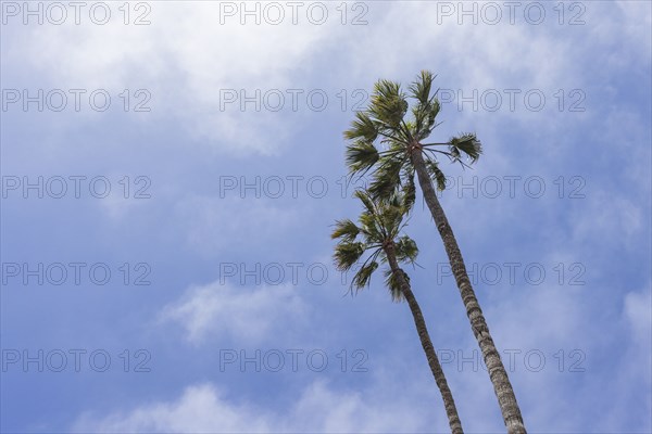 Low angle view of palm trees against sky