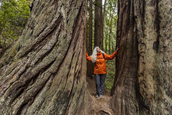 Senior woman touching large redwood trees on hike