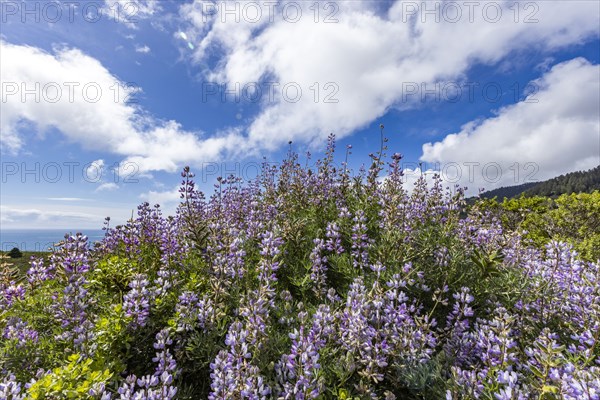 Bush with purple flowers on hillside