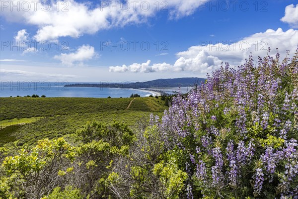 Bush with purple flowers on hillside