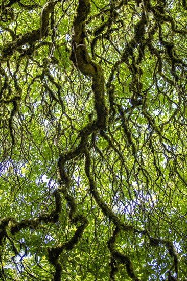 Low angle view of large tree branches