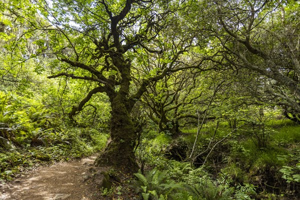 Tree next to hiking trail
