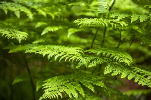 Close-up of fern leaves in forest