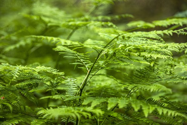 Close-up of fern leaves in forest