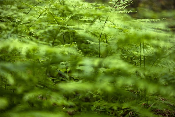 Close-up of fern leaves in forest