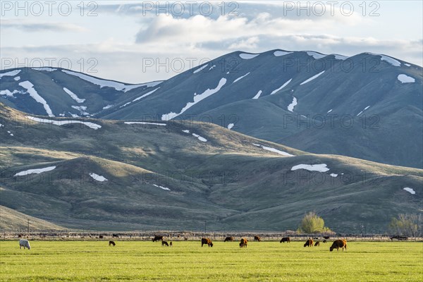 Domestic animals grazing in pasture near mountains