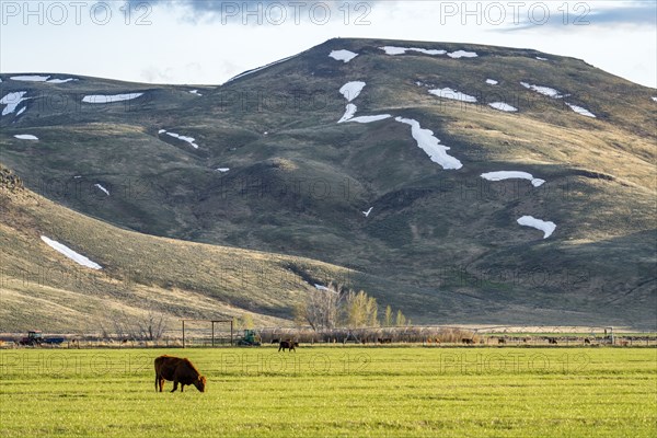 Domestic cattle grazing in pasture near mountains